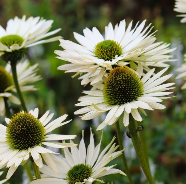 Punahattu, ruukkutaimi